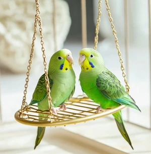 Rehoming Pair of Charming Budgies – Perfect Companions!